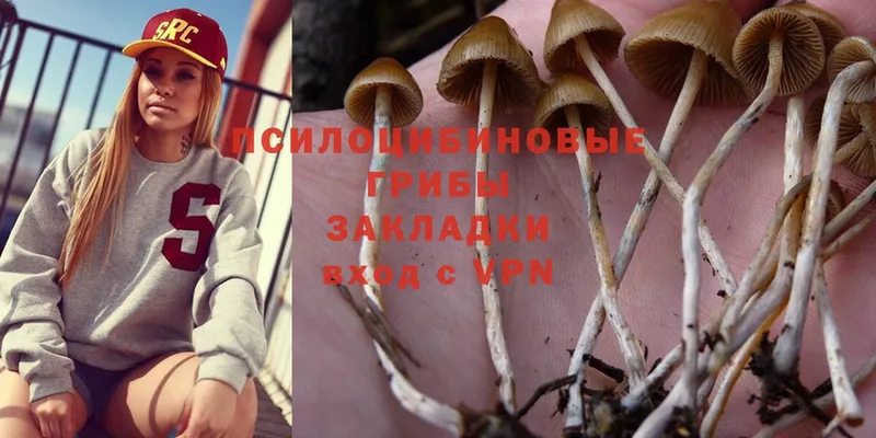 где продают   Северская  Псилоцибиновые грибы MAGIC MUSHROOMS 